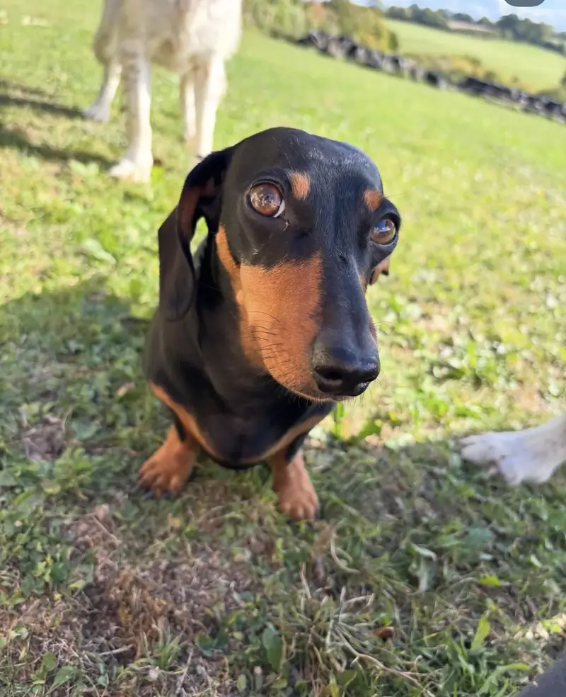 A black and tan dachshund in the Schnoodles field