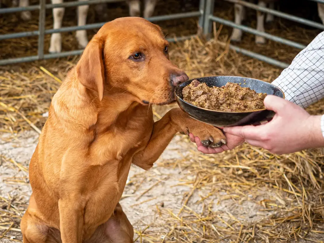 A fox red labrador offering a paw for a bowl of fresh raw food