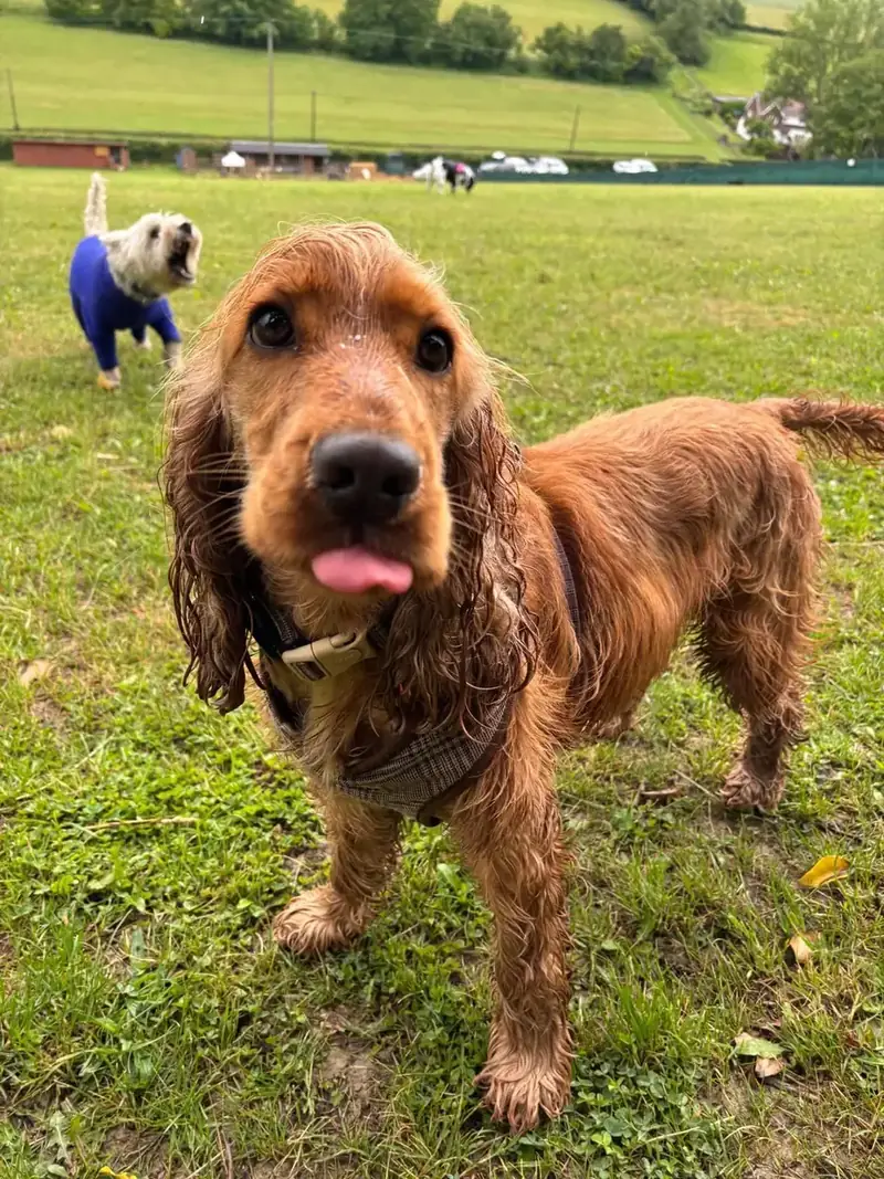 A happy cocker spaniel in the Schnoodles paddock