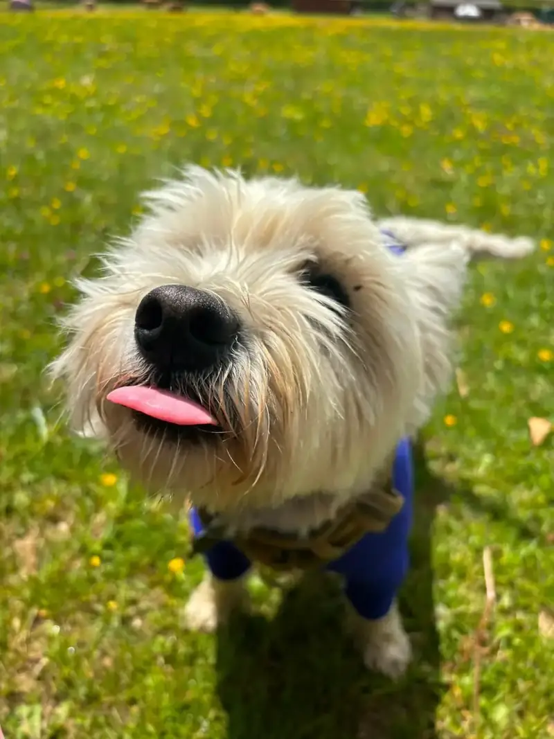 A westie with its tongue out in a buttercup field