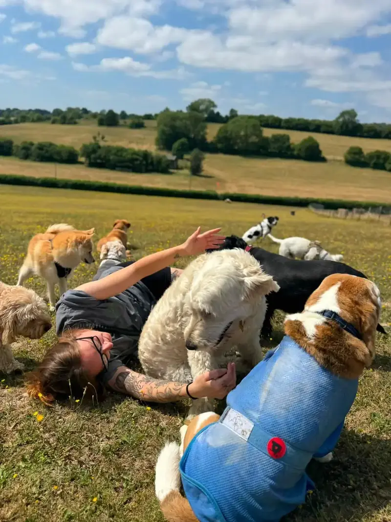 A Schnoodles team member lying in the grass with a group of dogs