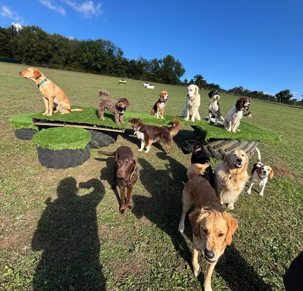A big group of daycare dogs posing on the new play platform