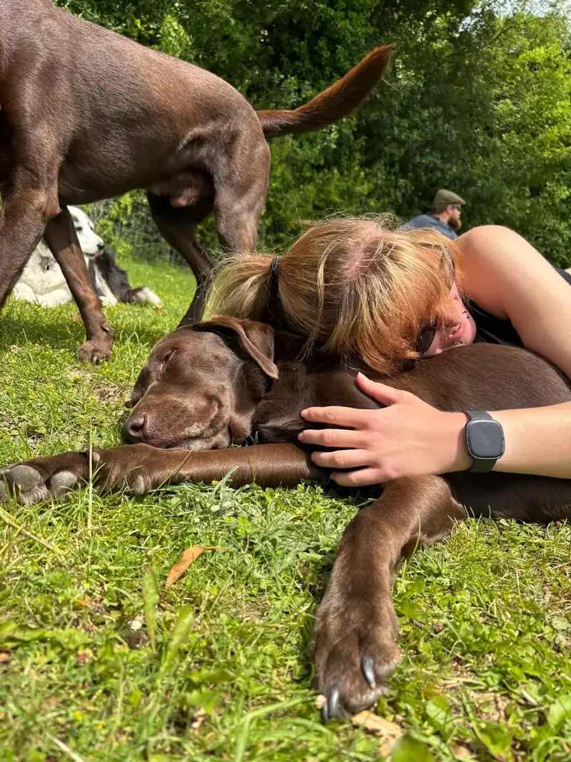 A Schnoodles team member hugging a chocolate labrador