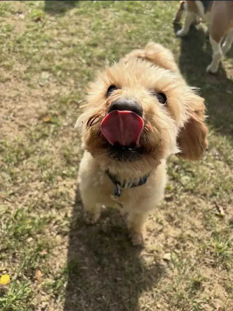 A fluffy cockapoo licking its lips