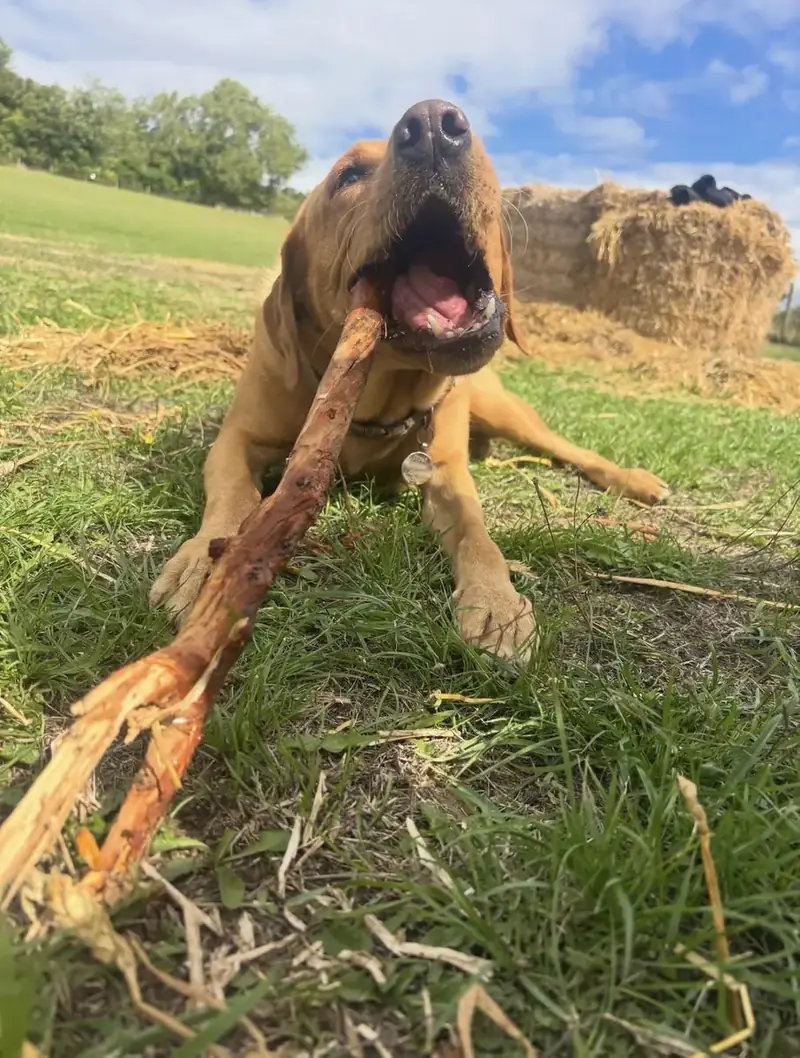A fox red labrador chewing a big stick