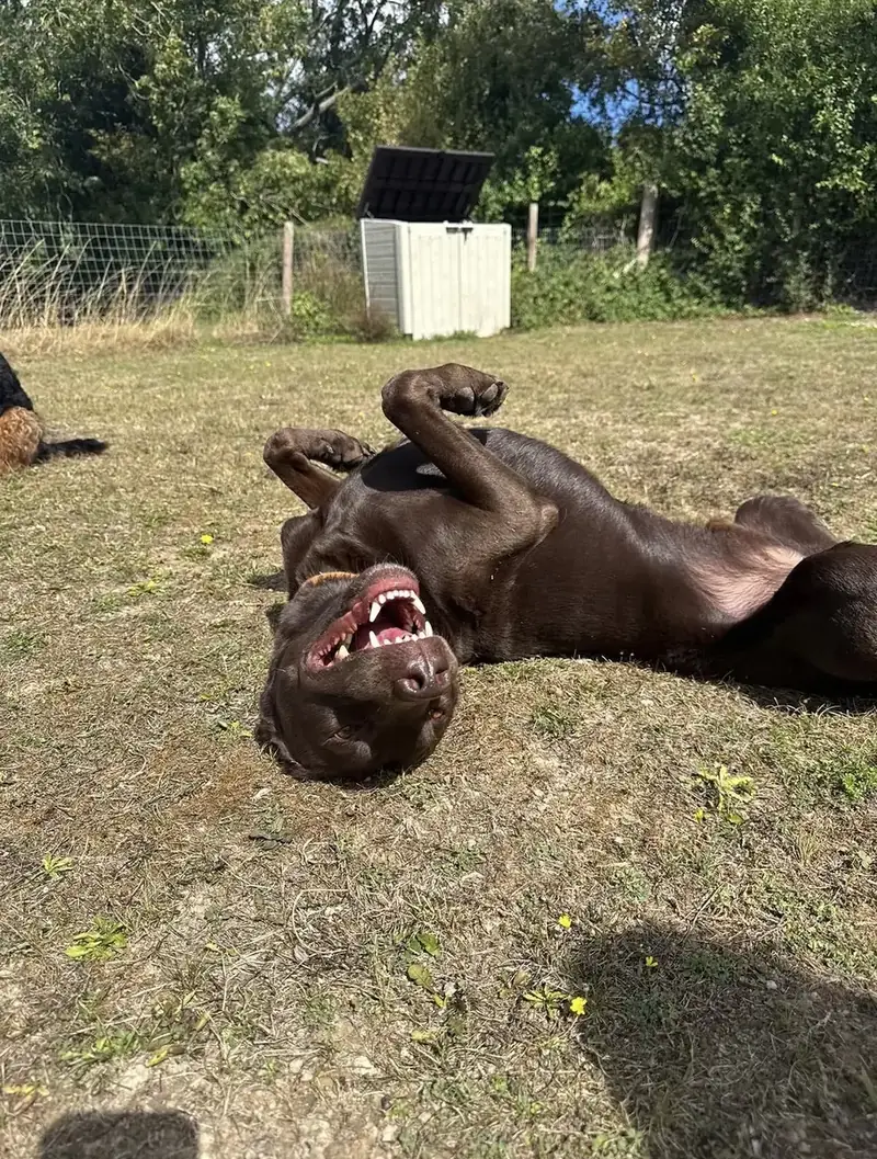 A chocolate labrador rolling on its back in the grass
