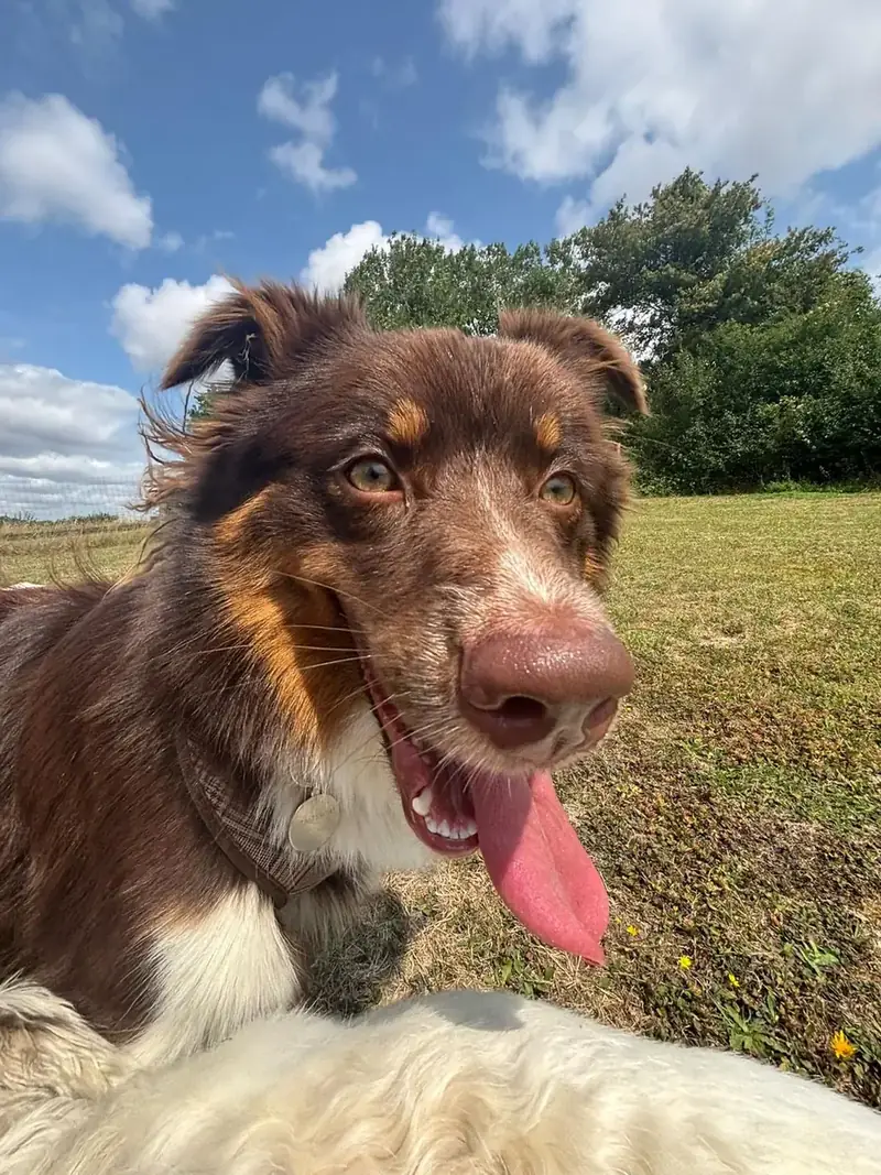 An Australian shepherd close up with its tongue out