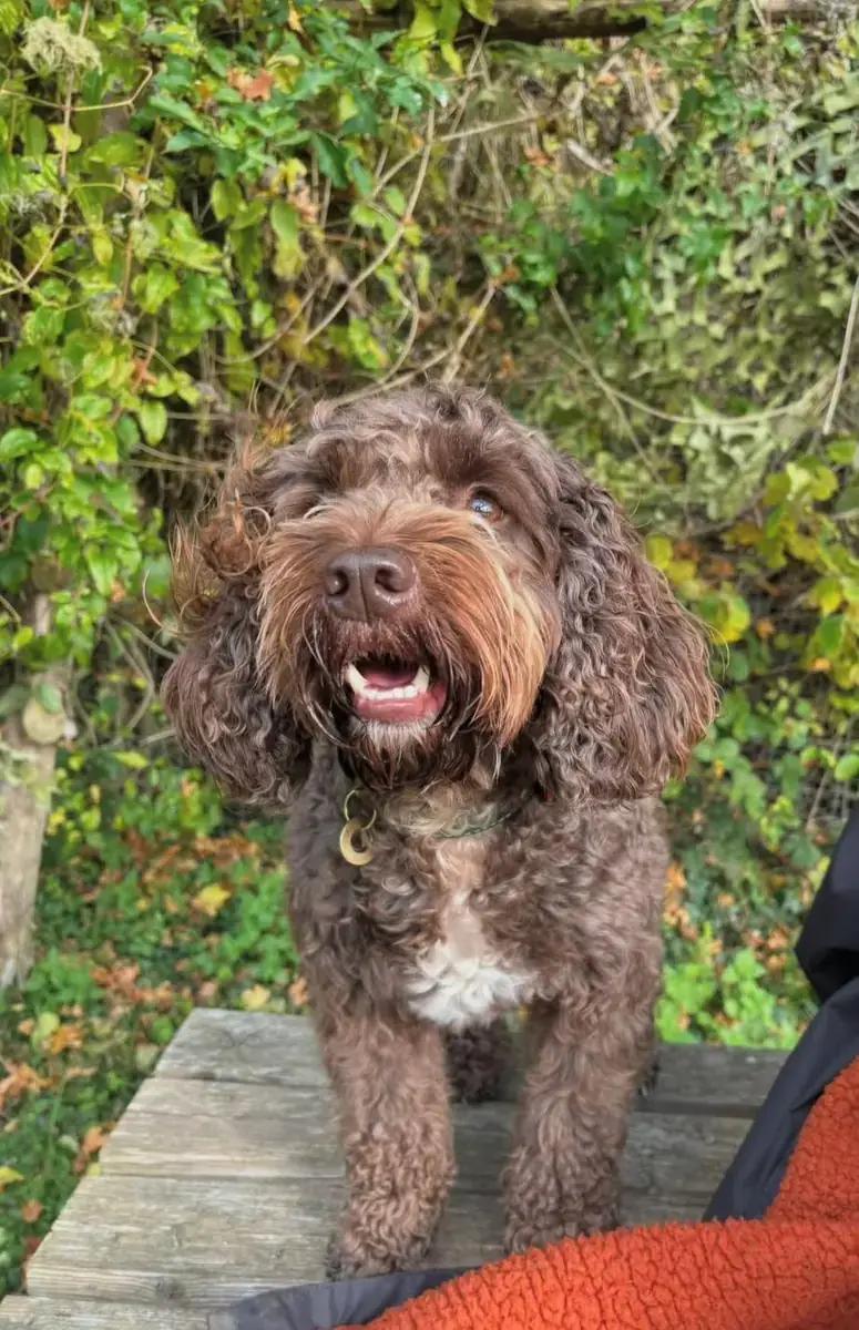 A chocolate cockapoo looking straight at the camera