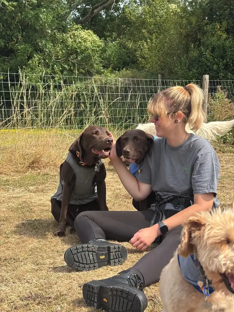 A Schnoodles team member sitting with two chocolate labradors