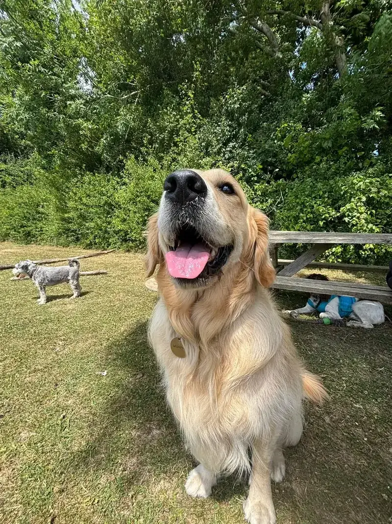 A golden retriever sitting in the shade