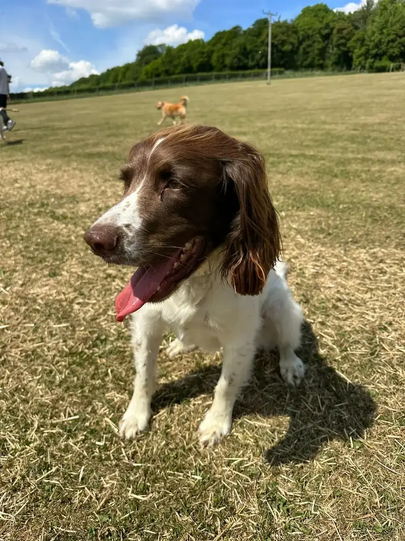 A springer spaniel in the field