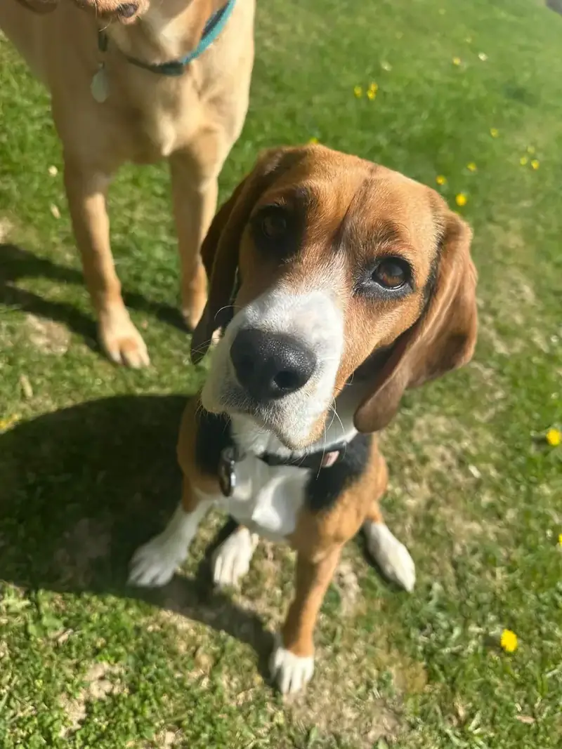 A beagle sitting on the grass