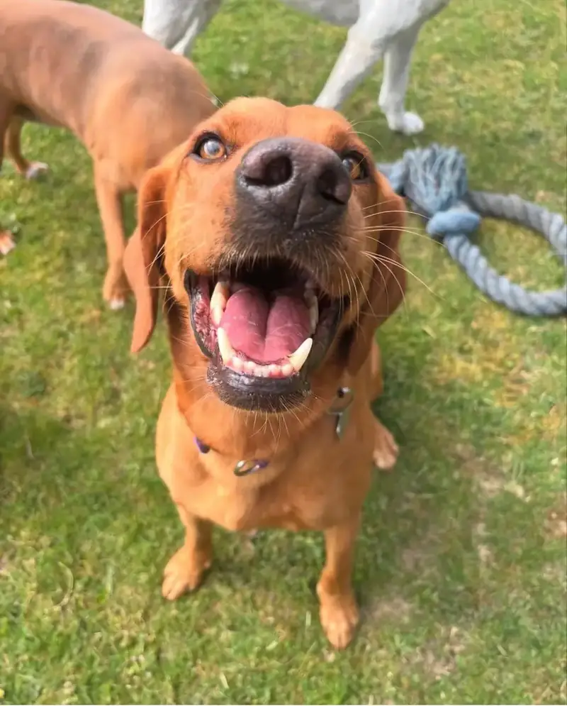A fox red dog with a big smile