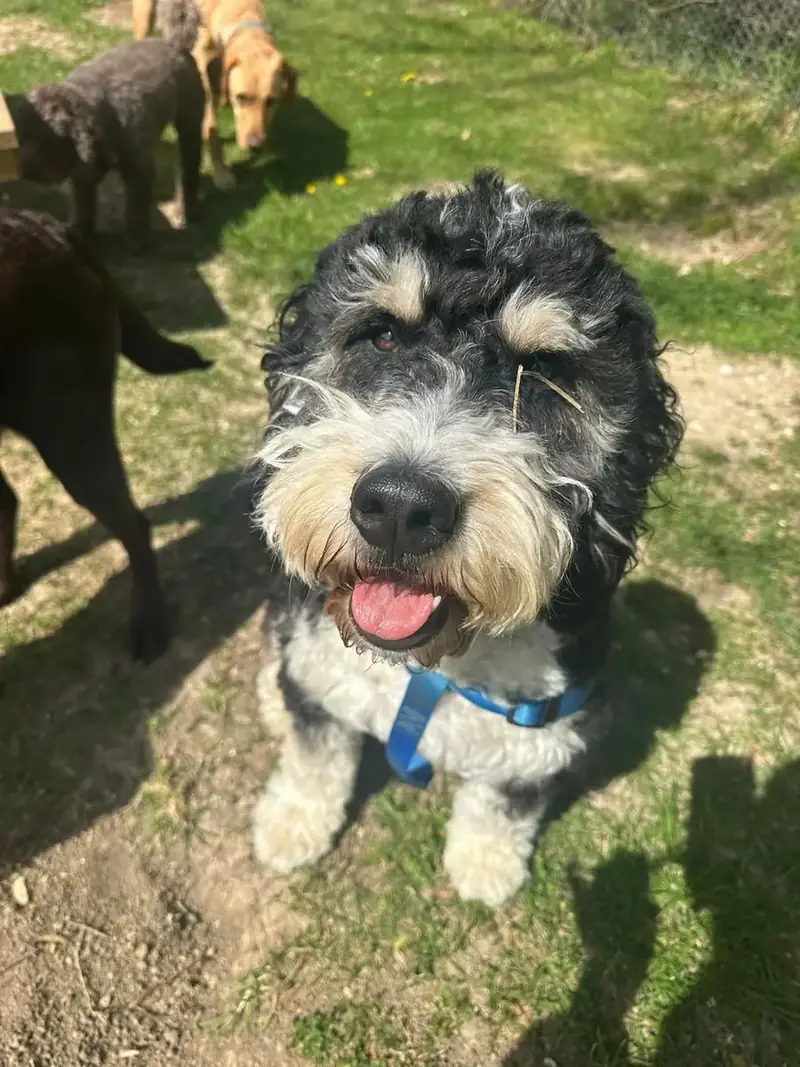 A smiling tricolour doodle
