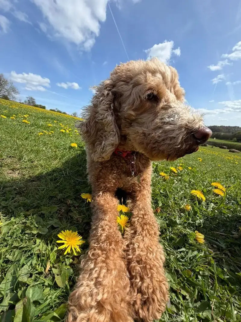 A cockapoo lying in a dandelion meadow
