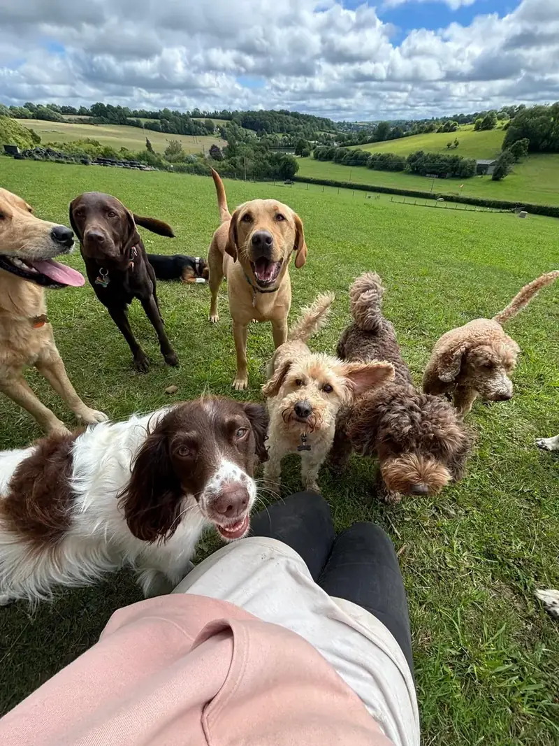 A gang of daycare dogs crowding round, with the Chiltern hills behind