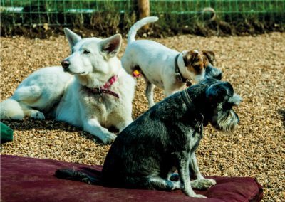 Shnoodles Doggy Daycare & Wellbeing Gallery